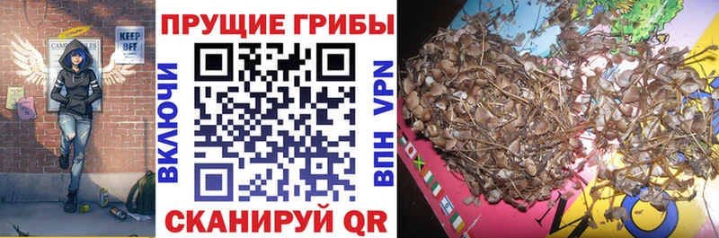 Псилоцибиновые грибы GOLDEN TEACHER  Талица 